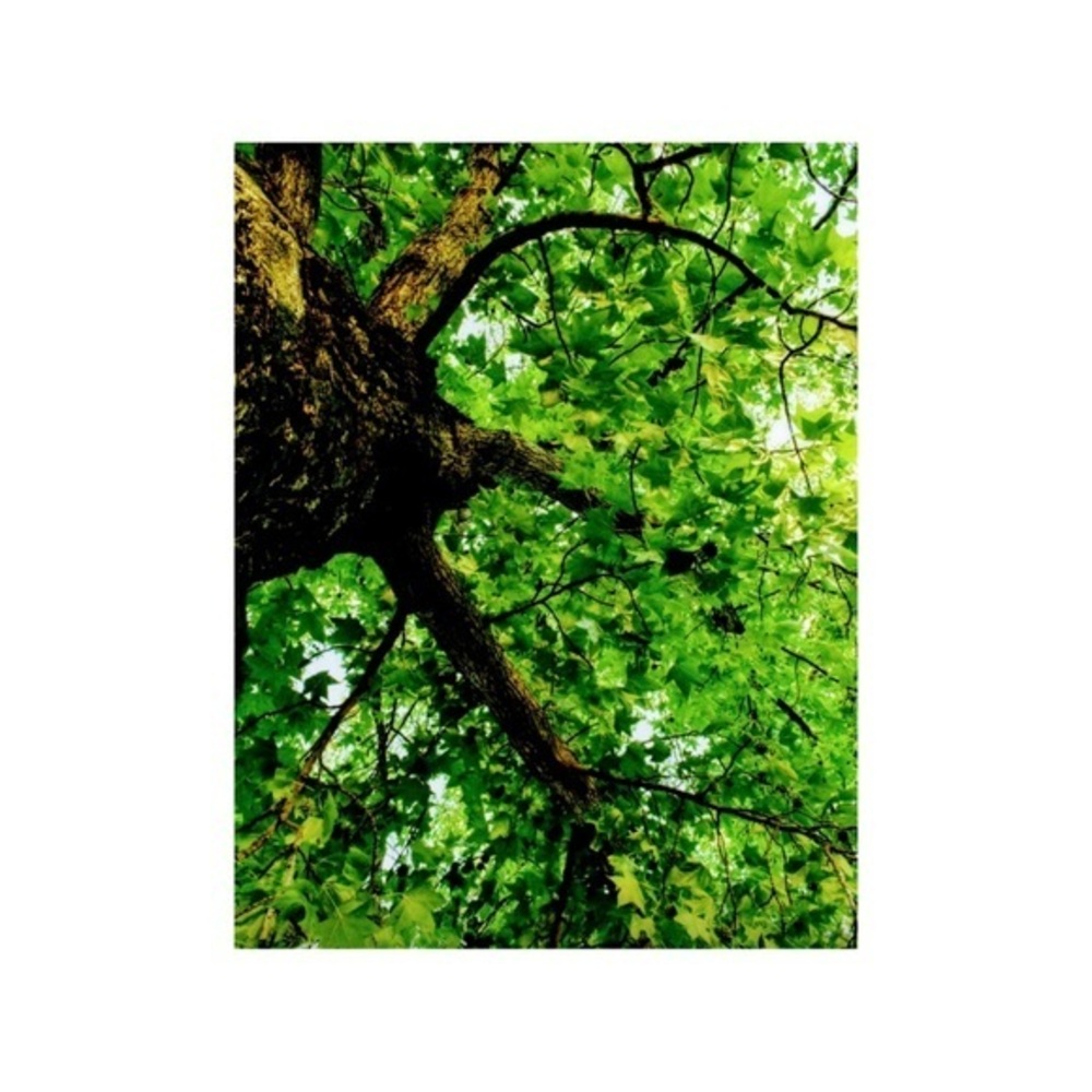 Professional Photography Print